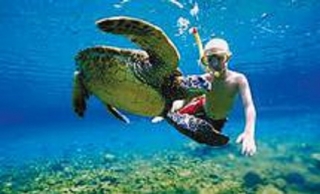  Snorkeling with turtles 
